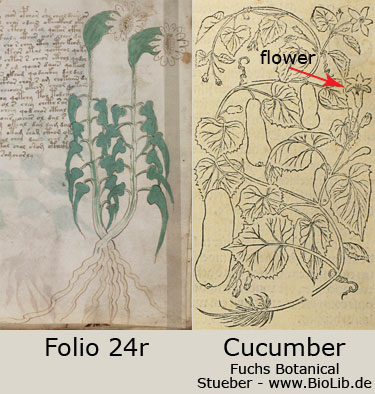 folio 24r