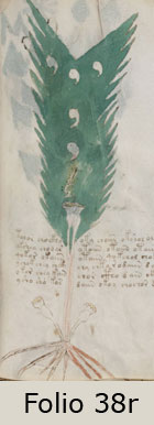 Unidentified Folio 38r