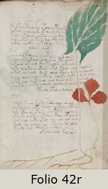Unidentified Folio 42r