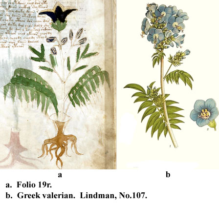 folio 19r