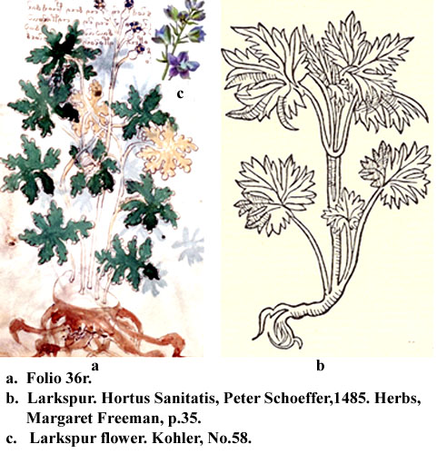 folio 36r