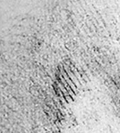 Sample of Leonardo da Vinci's hatching